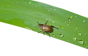 Beetle chafer on grass-blade 1