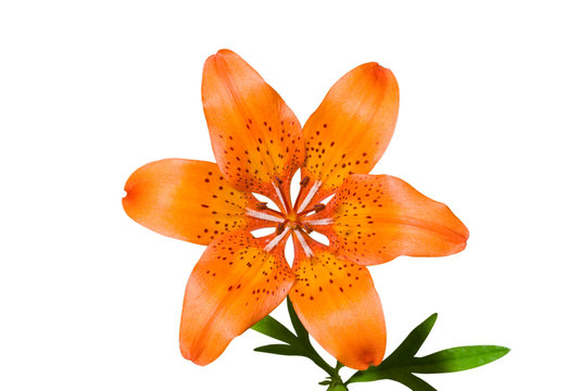 Fototapeta Lily (Lilium pensylvanicum) 24