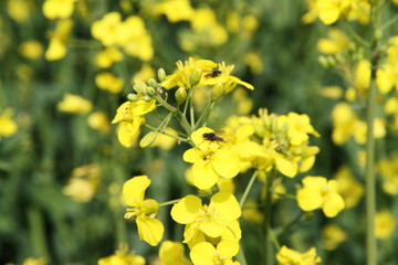 Fototapeta premium Raps