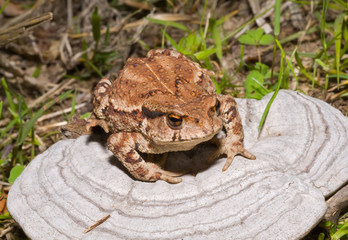Toad on tinder 2