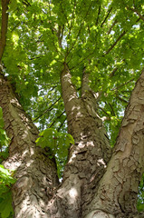 Unterm Kastanienbaum