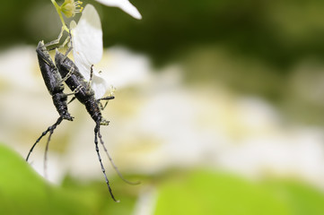 insectes et reproduction