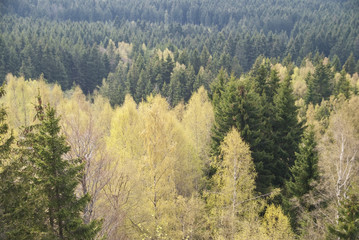 Wald