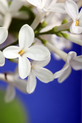 white flowers of lilac