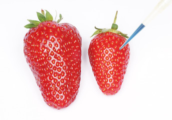 Genetically modifying strawberries