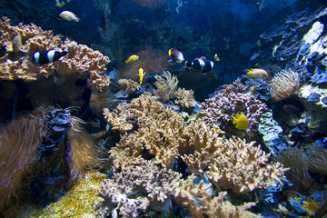 Fototapeta na wymiar Zdrowe rafa koralowa
