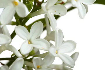 Deurstickers Sering witte bloemen van lila