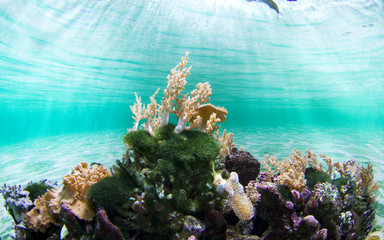 Healthy coral reef