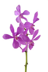 Fototapeta na wymiar Branch of violet orchid