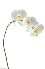 elegant white orchid(phalaenopsis)