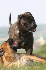 deux chiens molosses ensemble