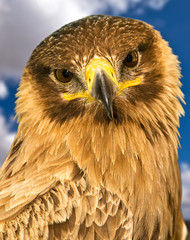 Portrait of a Raptor
