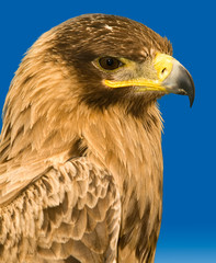 Portrait of a Raptor