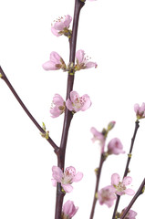 Pink blossom sakura
