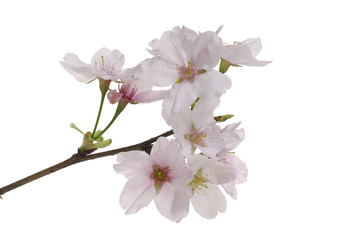 Obraz na płótnie Canvas cherry flower close up