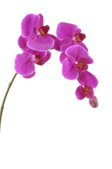 Obraz na płótnie Canvas Branch of violet orchid