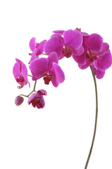 Isolated pink orchid