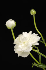 white Ranunculus on black