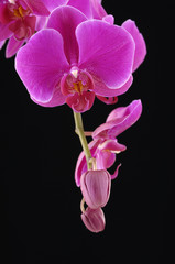Fototapeta na wymiar Branch of violet orchid on black