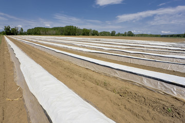asparagus field in springtime