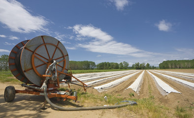 Irrigation of asparagus field in springtime