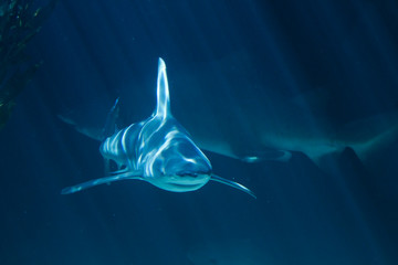 Fototapeta premium A white shark swimming along underwater