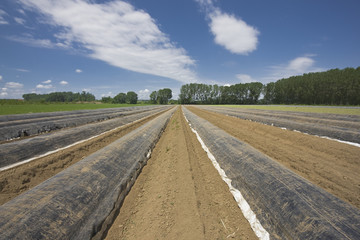 asparagus field in springtime