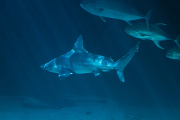 A white shark swimming along underwater