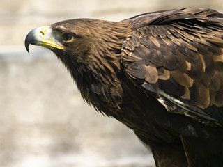 Aquila Chrysaetos