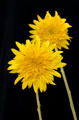Two yellow sunflower on black