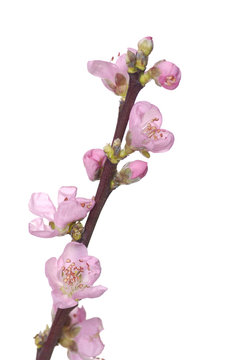 pink cherry branch, close-up