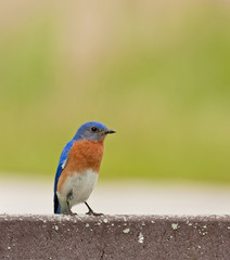 Eastern Bluebird, Sialia sialis