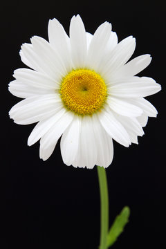 marguerite commune,leucanthemum vulgare