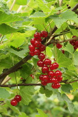 Rote Johannisbeeren