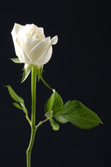 Fototapeta na wymiar Izolowane biała róża na czarnym