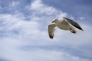 a seagull in a blue sky with clouds