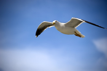 a seagull in a blue sky