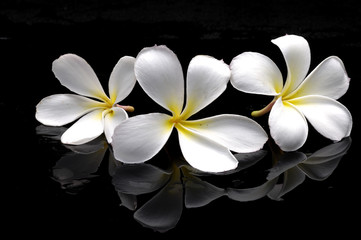Plumeria flowers on black with reflection