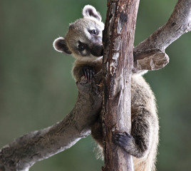 Close-up portrait of a very cute White-nosed Coati (Nasua narica