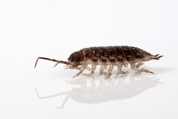 Porcellio scaber