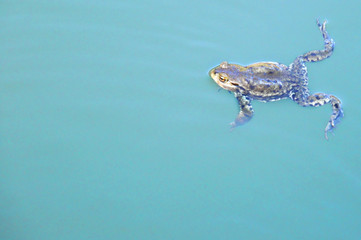 żaba pływająca w błękitnej wodzie - obrazy, fototapety, plakaty