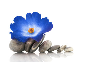 Galets fleur bleue