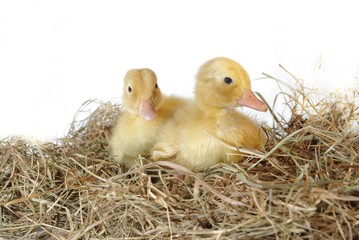 two nestlings in nest