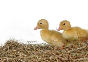 two nestlings in nest