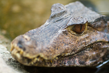 crocodiles