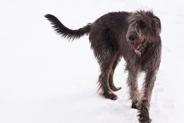 irish   wolfhound