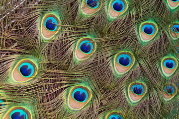 Obraz premium Peacock