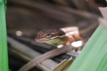 Anolis auratus - (Polychrotidae sauria)