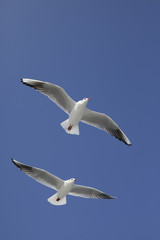 縦位置で白い羽の２羽のカモメが飛ぶ
