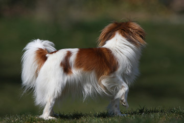 épagneul nain continental scrutant l'horizon